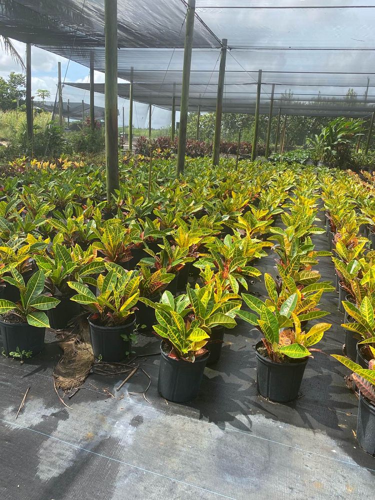 codiaeum-variegatum-petra-croton