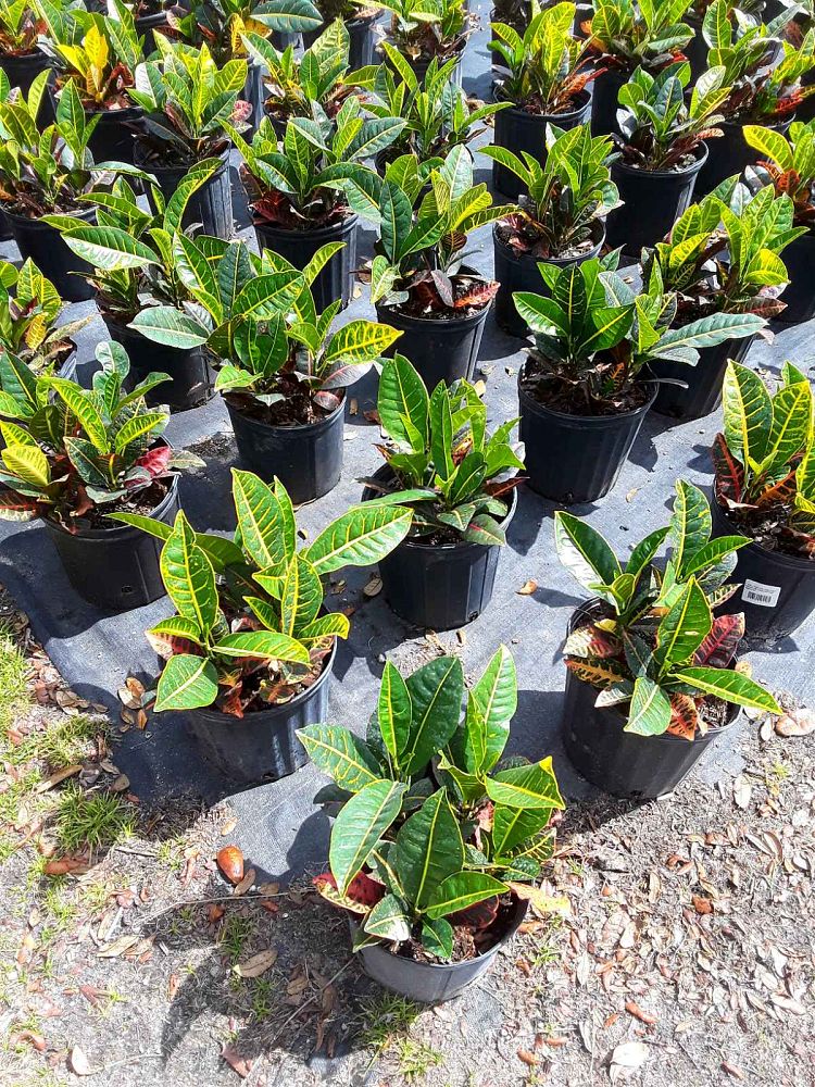 codiaeum-variegatum-petra-croton