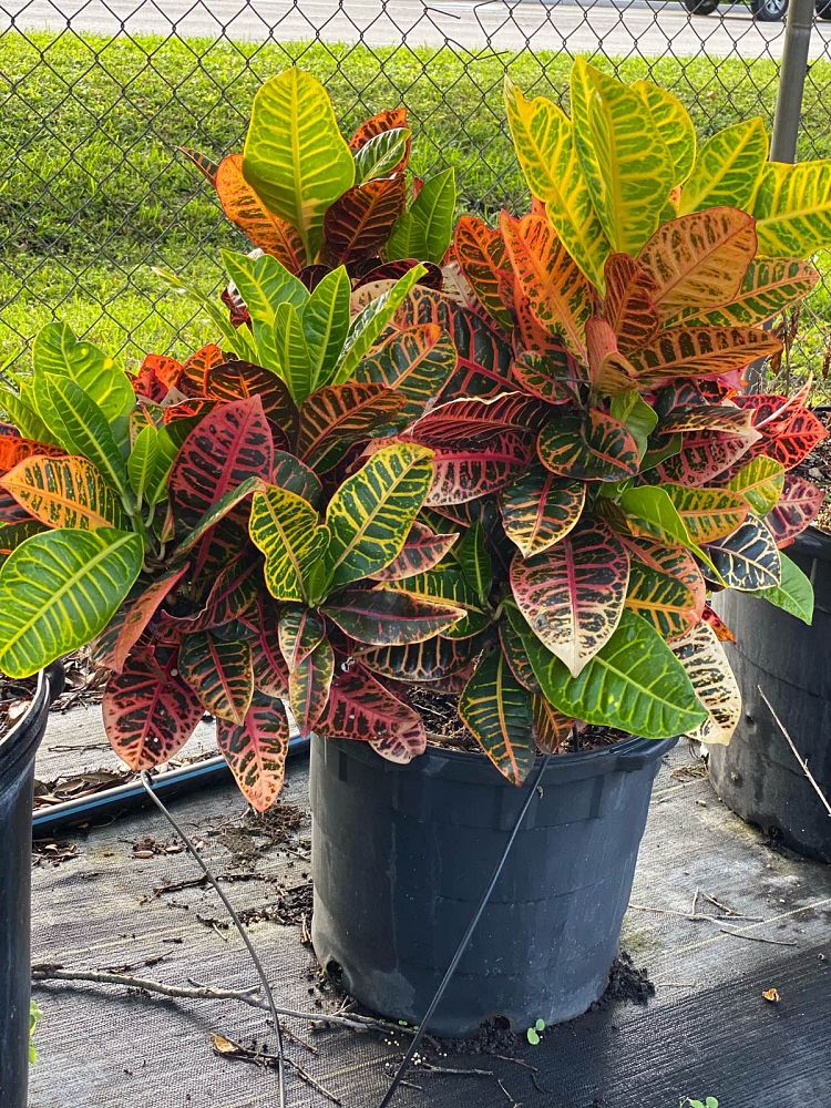 codiaeum-variegatum-petra-croton