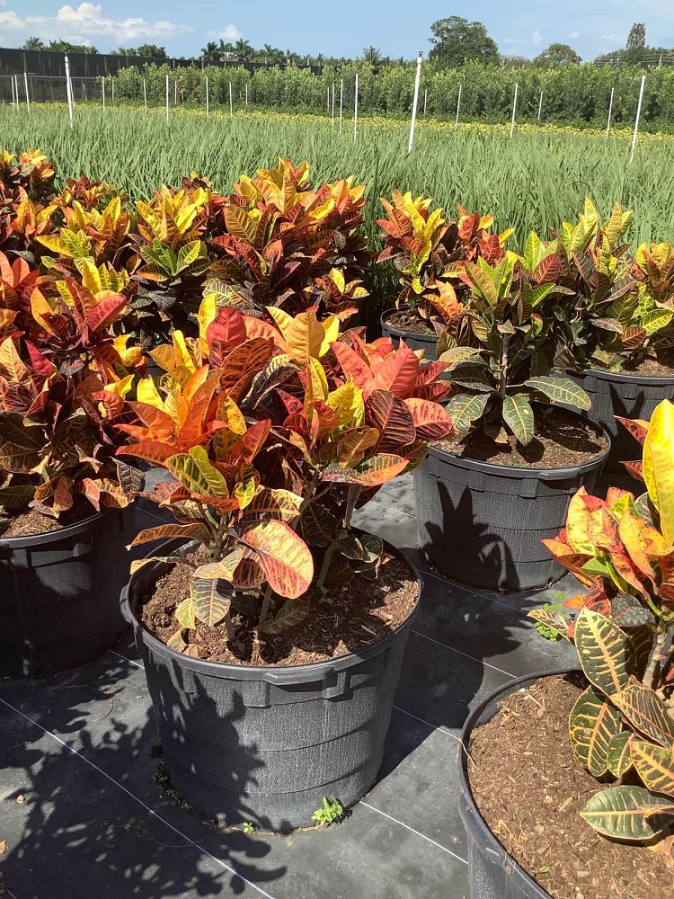 codiaeum-variegatum-petra-croton