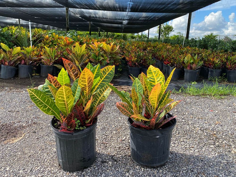 codiaeum-variegatum-petra-croton