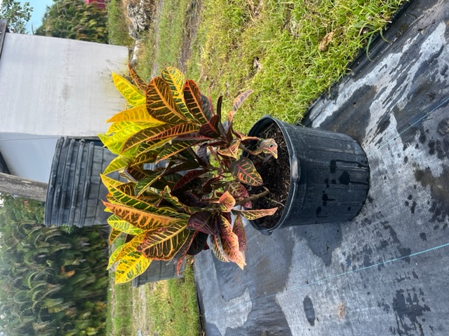 codiaeum-variegatum-petra-croton