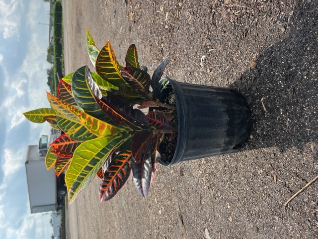 codiaeum-variegatum-petra-croton