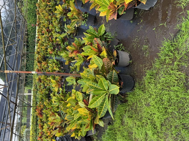 codiaeum-variegatum-petra-croton