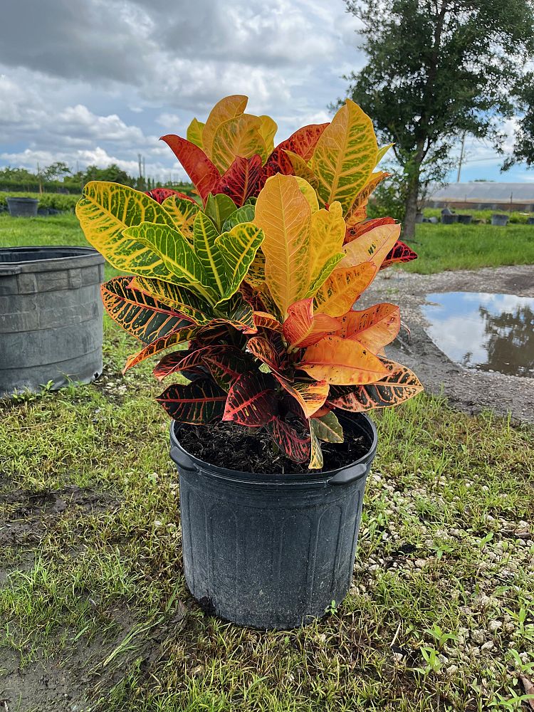 codiaeum-variegatum-petra-croton