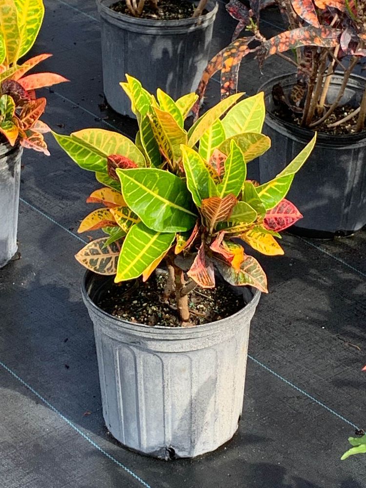 codiaeum-variegatum-petra-croton