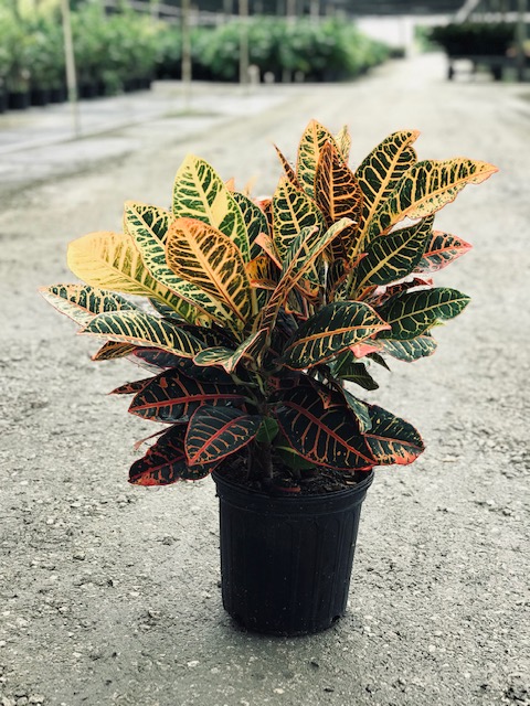 codiaeum-variegatum-petra-croton