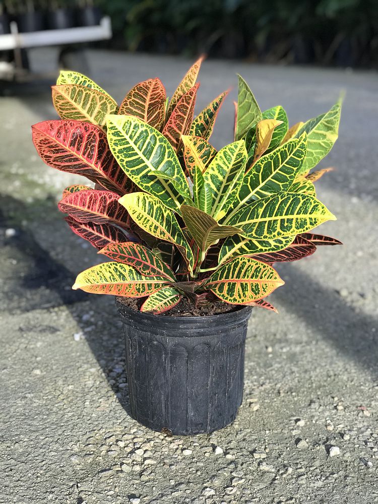 codiaeum-variegatum-petra-croton