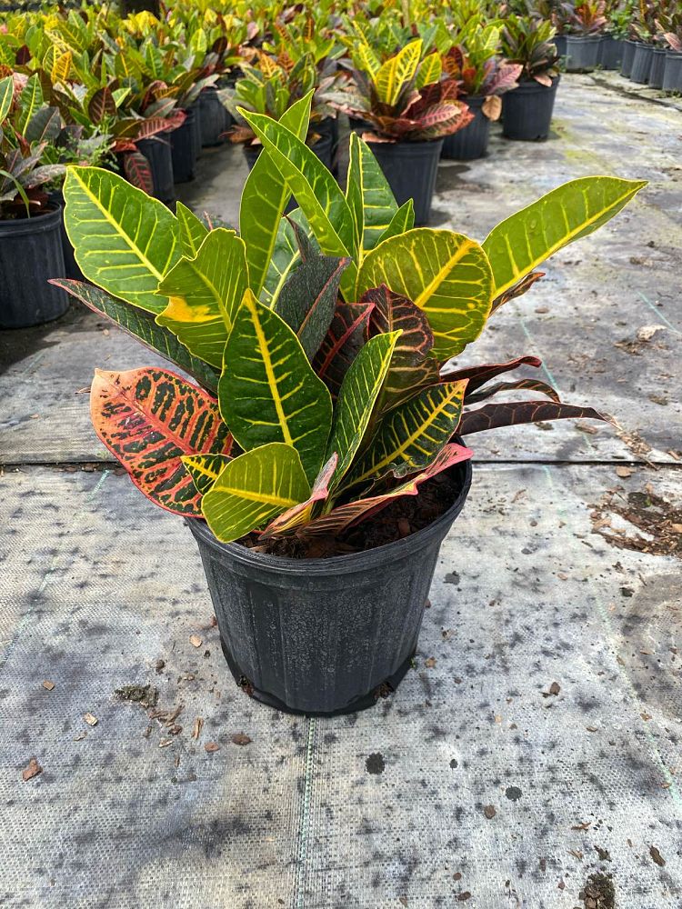 codiaeum-variegatum-petra-croton