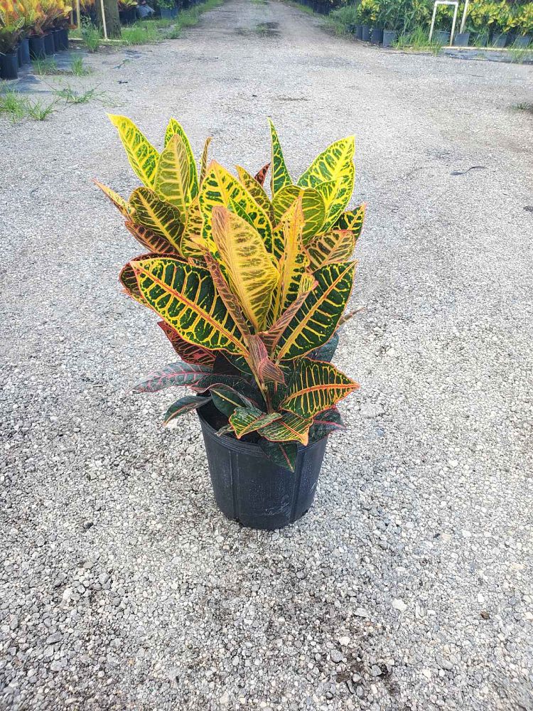 codiaeum-variegatum-petra-croton
