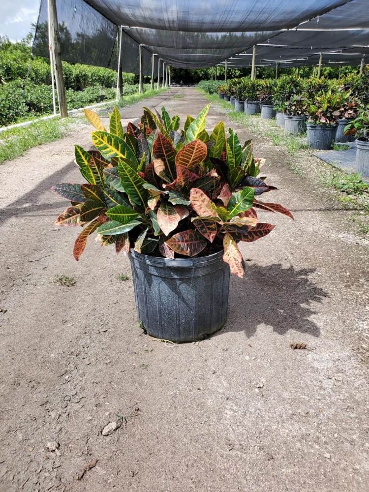 codiaeum-variegatum-petra-croton