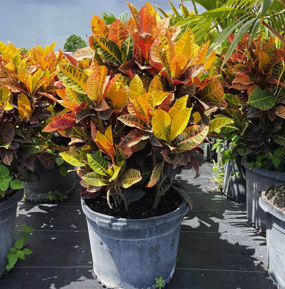 codiaeum-variegatum-petra-croton