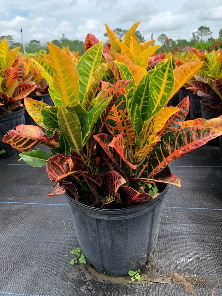 codiaeum-variegatum-petra-croton