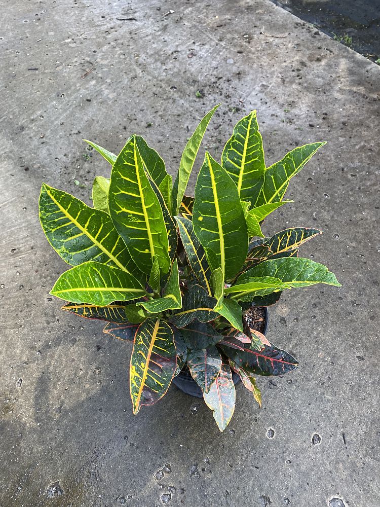 codiaeum-variegatum-petra-croton