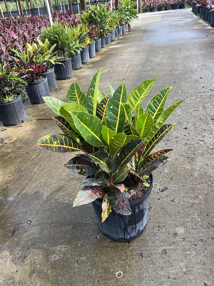 codiaeum-variegatum-petra-croton