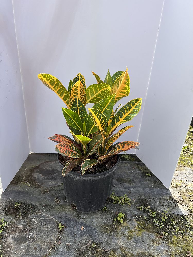 codiaeum-variegatum-petra-croton