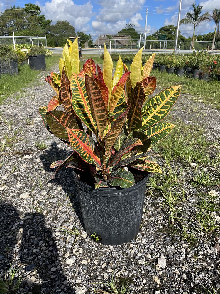 codiaeum-variegatum-petra-croton