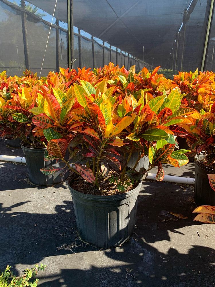 codiaeum-variegatum-petra-croton