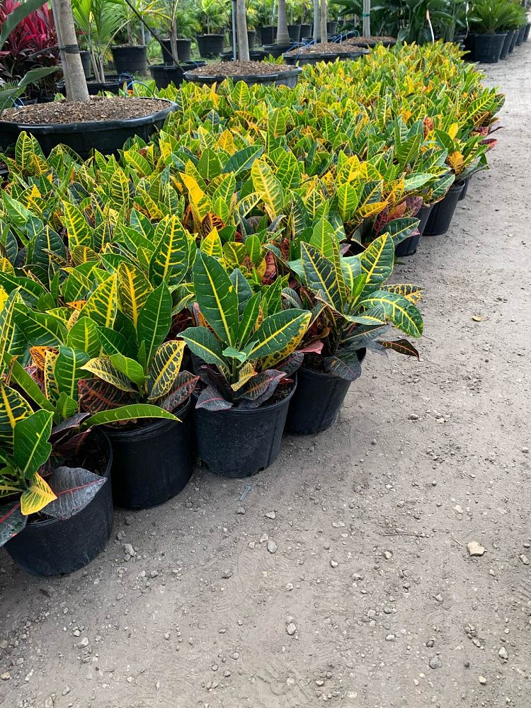 codiaeum-variegatum-petra-croton