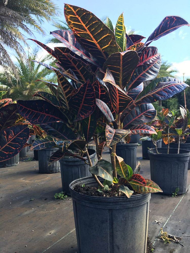 codiaeum-variegatum-petra-croton