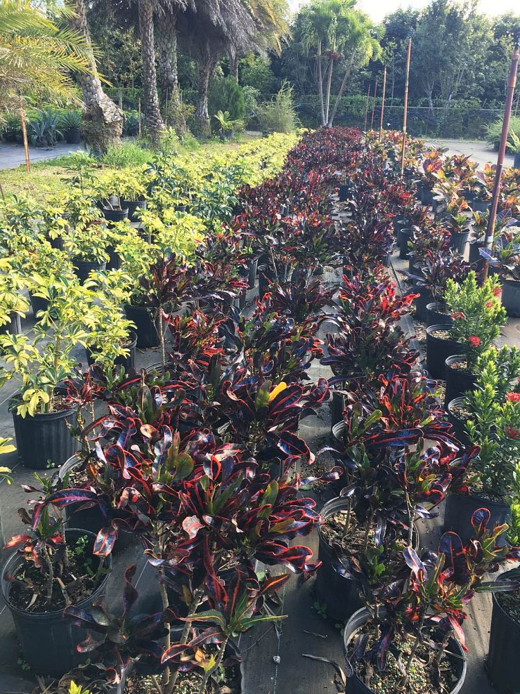 codiaeum-variegatum-petra-croton