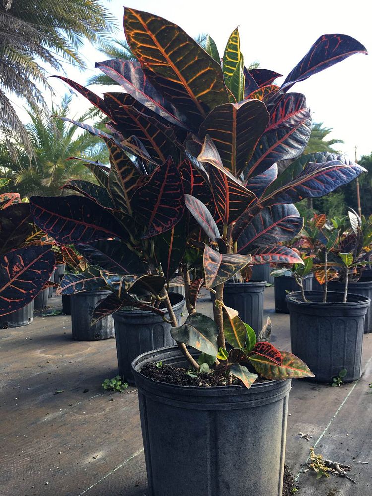codiaeum-variegatum-petra-croton