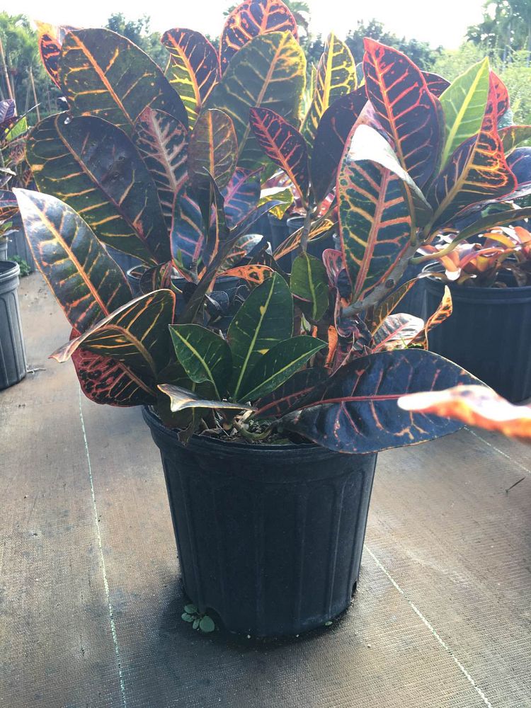 codiaeum-variegatum-petra-croton