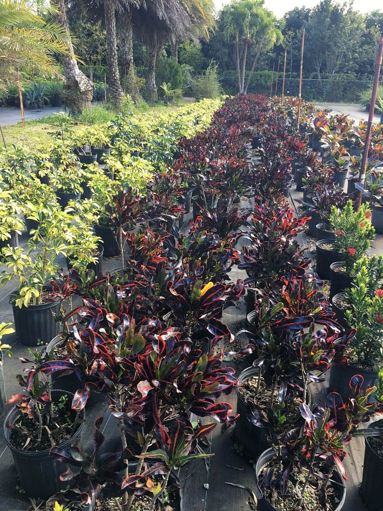 codiaeum-variegatum-petra-croton