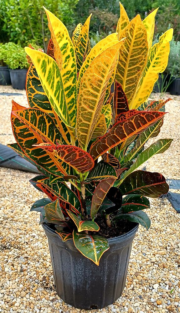codiaeum-variegatum-petra-croton