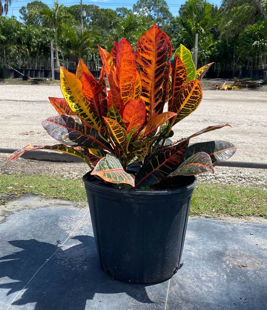 codiaeum-variegatum-petra-croton