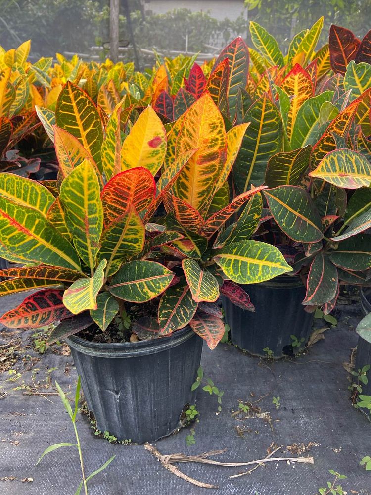 codiaeum-variegatum-petra-croton