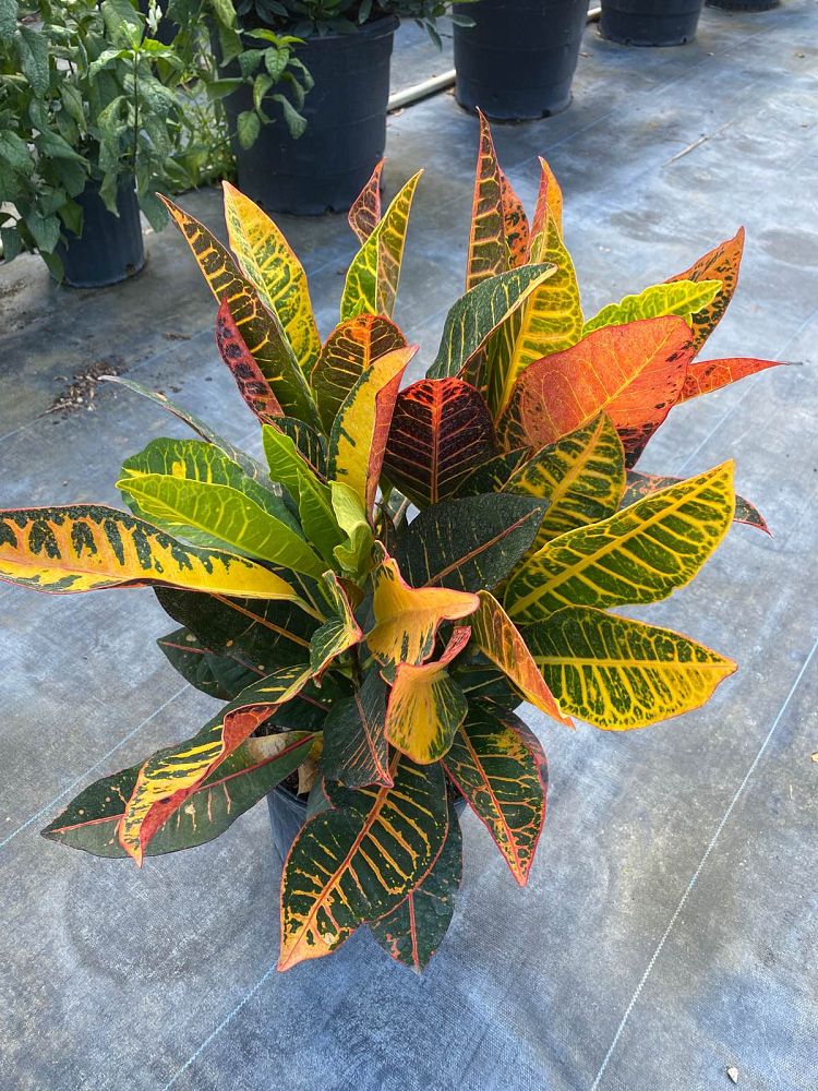 codiaeum-variegatum-petra-croton