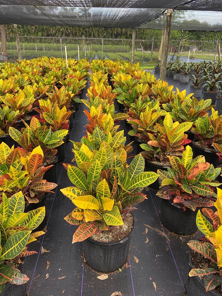 codiaeum-variegatum-petra-croton