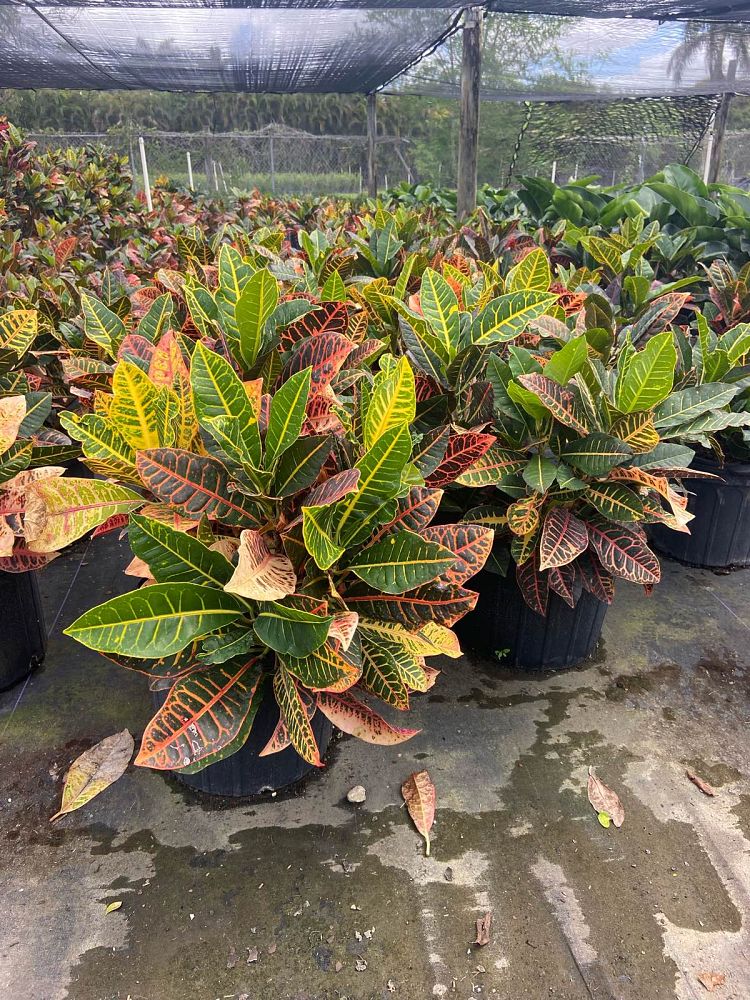 codiaeum-variegatum-petra-croton