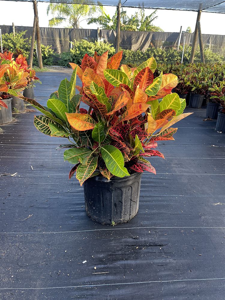 codiaeum-variegatum-petra-croton