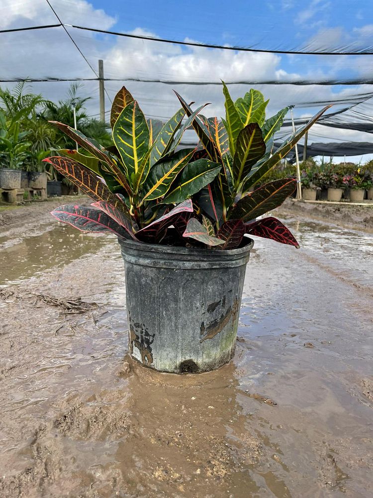 codiaeum-variegatum-petra-croton