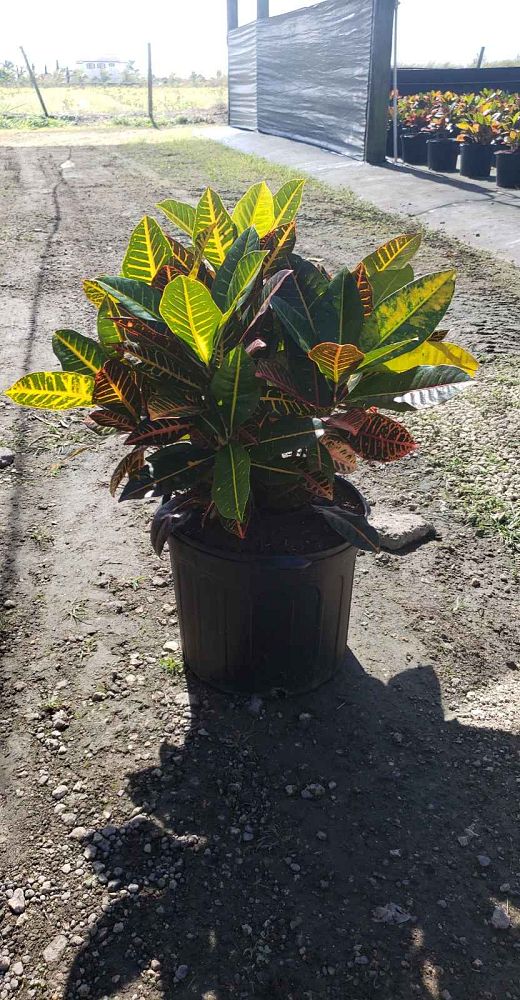 codiaeum-variegatum-petra-croton