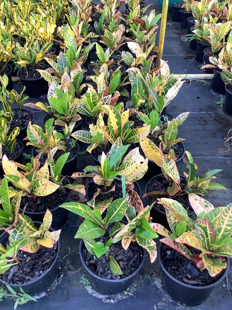 codiaeum-variegatum-petra-croton