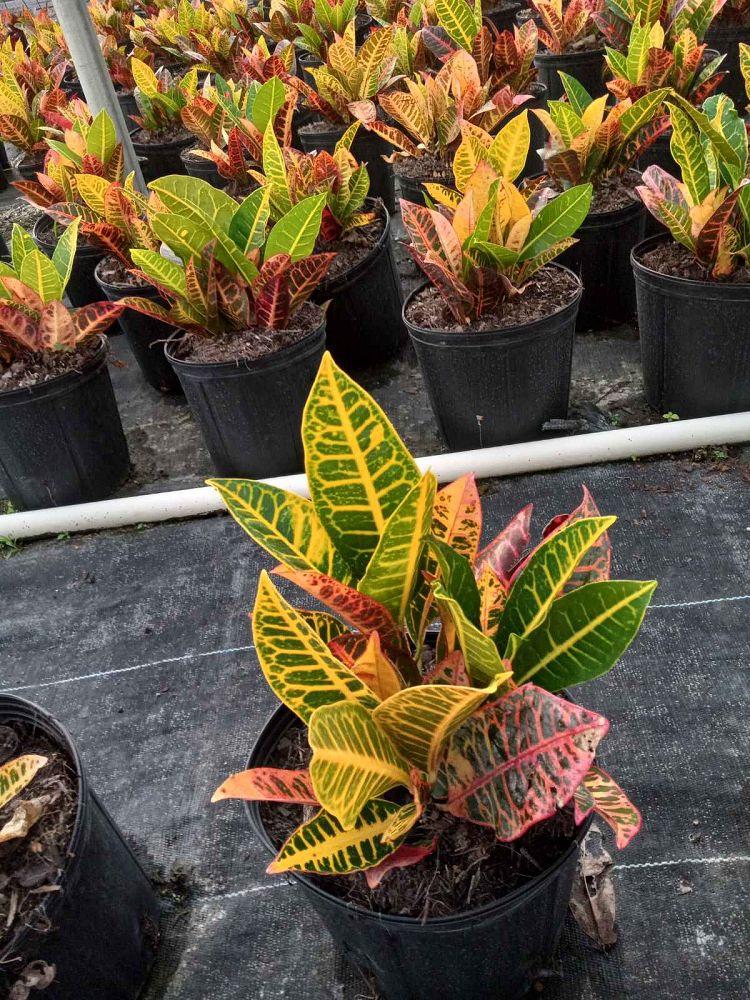 codiaeum-variegatum-petra-croton