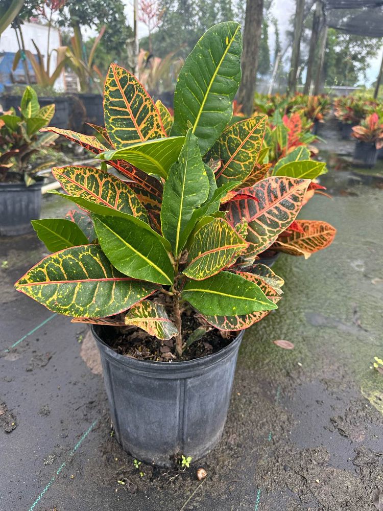 codiaeum-variegatum-petra-croton