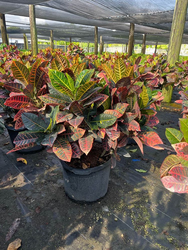codiaeum-variegatum-petra-croton