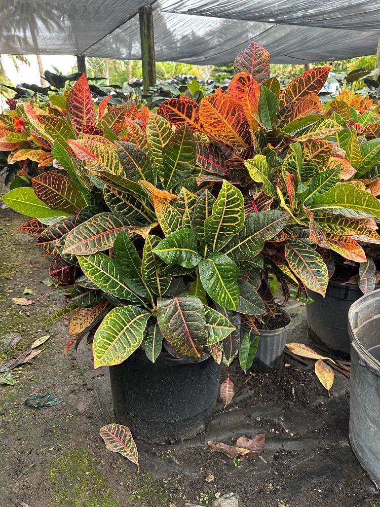 codiaeum-variegatum-petra-croton