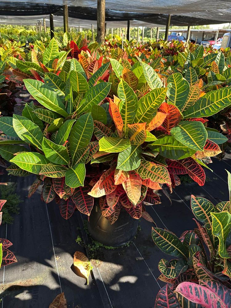 codiaeum-variegatum-petra-croton