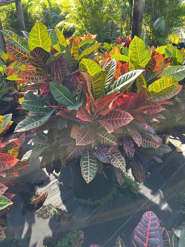 codiaeum-variegatum-petra-croton