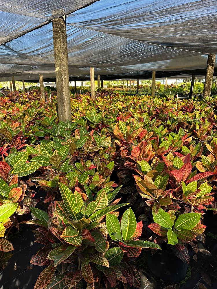 codiaeum-variegatum-petra-croton
