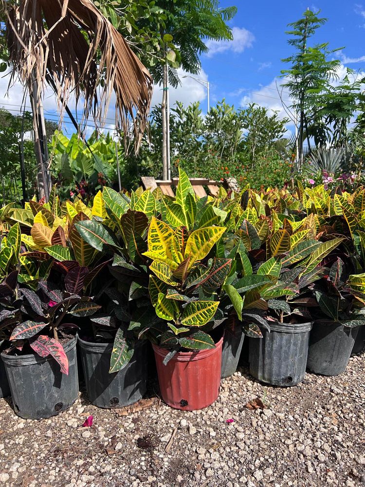 codiaeum-variegatum-petra-croton