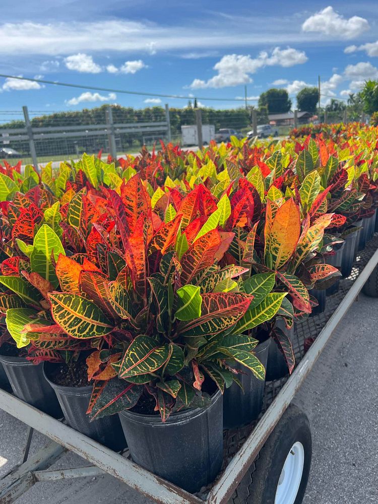 codiaeum-variegatum-petra-croton