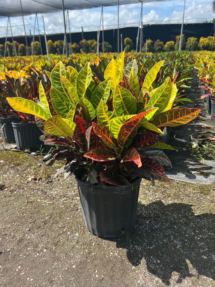 codiaeum-variegatum-petra-croton