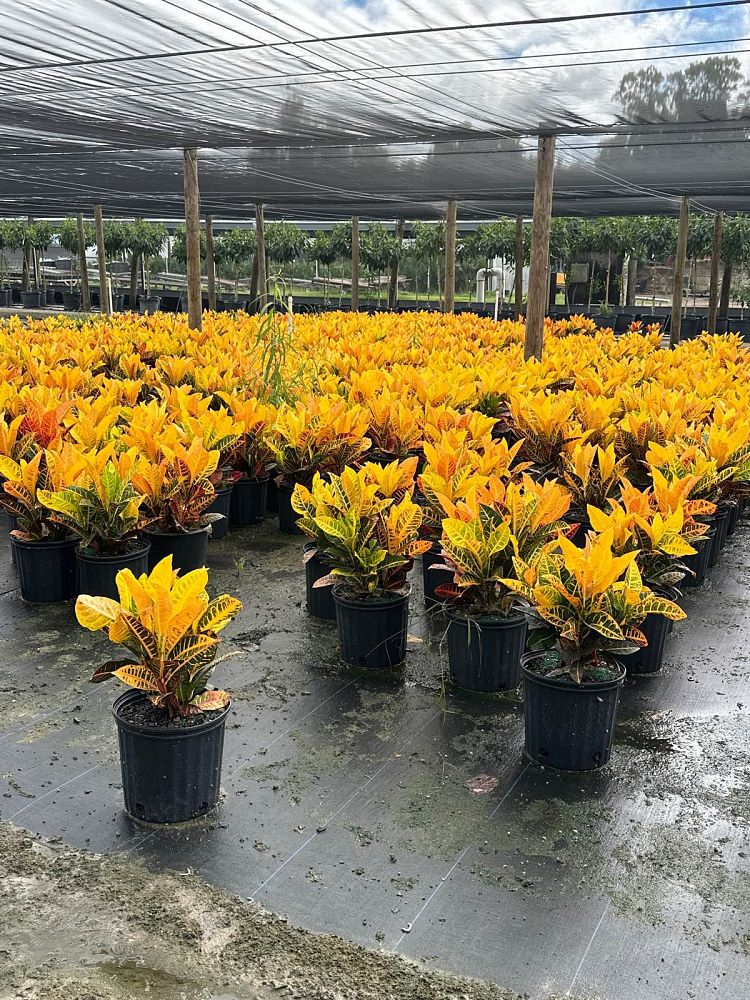 codiaeum-variegatum-petra-croton