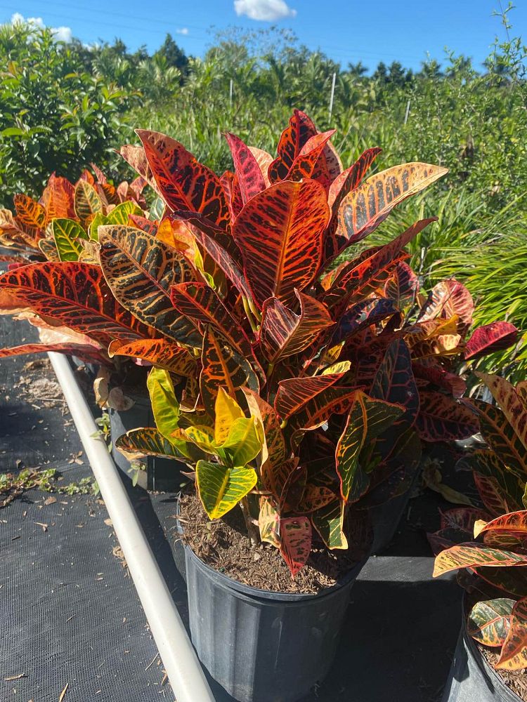 codiaeum-variegatum-petra-croton